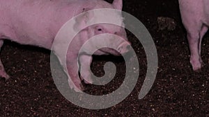 Portrait of a little pig dirty pig on a farm indoors. Breeding pigs for meat, pig breeding.