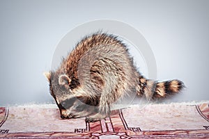 Portrait of little playful racoon