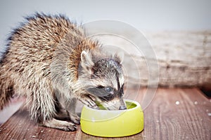 Portrait of little playful racoon drinking water