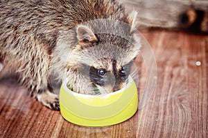 Portrait of little playful racoon drinking water