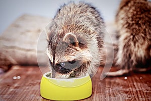 Portrait of little playful racoon drinking water