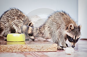 Portrait of little playful racoons