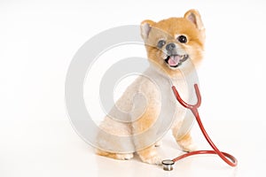 Portrait of little Pomeranian dog sits on the table with stethoscope isolated on white background. Studio shot of adorable puppy