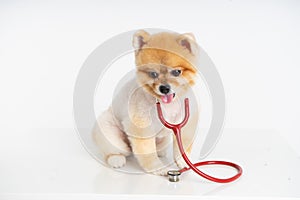 Portrait of little Pomeranian dog sits on the table with stethoscope isolated on white background. Studio shot of adorable puppy