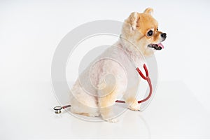 Portrait of little Pomeranian dog sits on the table with stethoscope isolated on white background. Studio shot of adorable puppy