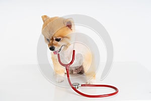 Portrait of little Pomeranian dog sits on the table with stethoscope  on white background. Studio shot of adorable puppy