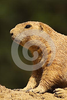 Portrait of a little prairie dog