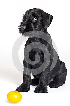 Portrait of little puppy of black Mittel Schnauzer breed sitting on white background with humiliating look, close to tangerine.
