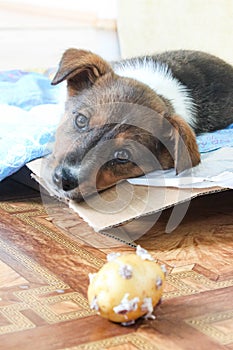 Portrait of a little puppy gnawing a bone