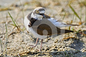 Portrait of a little ringed plover