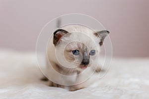 Portrait of a little Siamese kitten with blue eyes, a brown nose and a long mustache.