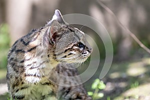Portrait of little spotted cat oncilla photo
