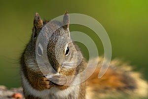 Portrait of a little squirrel eating peanut in the summer garden