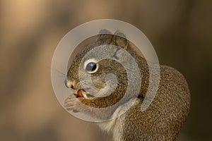 Portrait of a little squirrel eating peanut in the summer garden