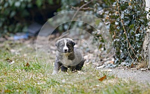 Portrait of little stray puppy. black homeless puppy dog sitting on street. loneliness and trust, care for abandoned