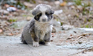 Portrait of little stray puppy. black homeless puppy dog sitting on street. loneliness and trust, care for abandoned