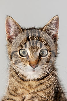 Portrait little striped cat