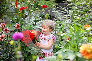 Portrait of little toddler girl admiring bouquet of huge blooming red and pink dahlia flowers. Cute happy child smelling