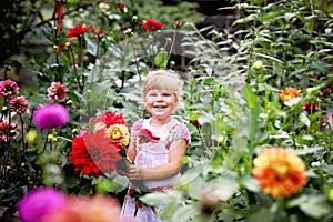 Portrait of little toddler girl admiring bouquet of huge blooming red and pink dahlia flowers. Cute happy child smelling