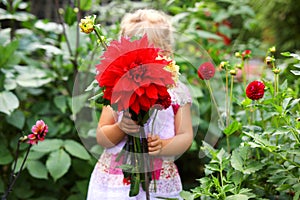 Portrait of little toddler girl admiring bouquet of huge blooming red and pink dahlia flowers. Cute happy child smelling