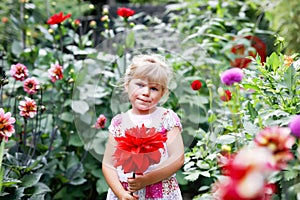 Portrait of little toddler girl admiring bouquet of huge blooming red and pink dahlia flowers. Cute happy child smelling