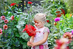 Portrait of little toddler girl admiring bouquet of huge blooming red and pink dahlia flowers. Cute happy child smelling