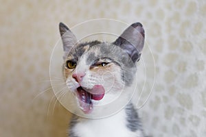 Portrait of little tricolor kitten with open mouth. Cat smacking her lips tongue out