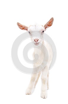 Portrait of a little white goat