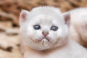 Portrait of a little white kitten who drank milk and stained the muzzle