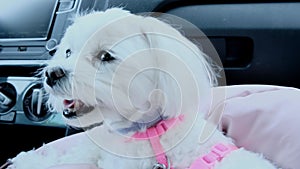 Portrait of a little white Maltese lying on the front seat of a car.