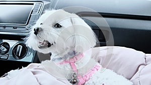 Portrait of a little white Maltese lying on the front seat of a car.