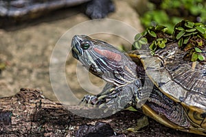 Portrait of a little Yellow bellied slider Trachemys scripta