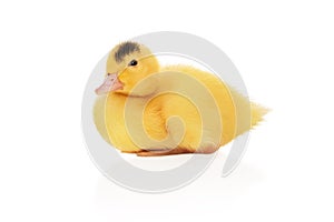 portrait of a little yellow duckling