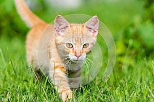 Portrait of little young red kitten walk thru grass.