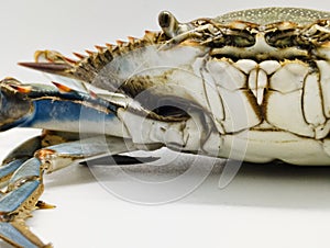 Portrait of live Blue Crab or Callinectes sapidus