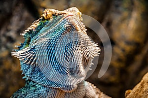 Portrait of live funny agama lizard (bearded dragon