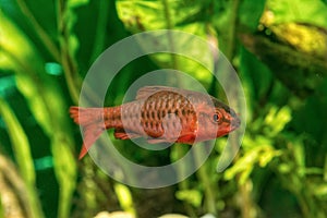 Portrait of livebearer fish Puntius titteya in aquarium