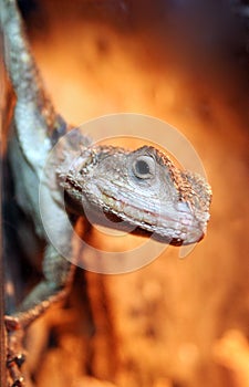 Portrait lizard
