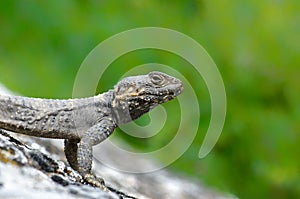 lizard