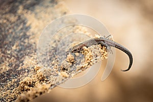 Portrait of lizard on yellow sand