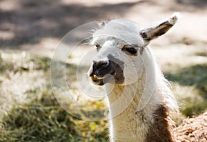 Portrait of llama