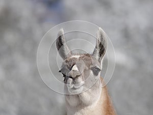 portrait llama on blurred gray background