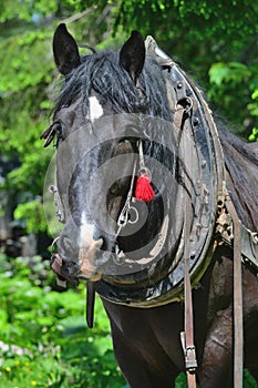 Portrét dřevorubeckého koně
