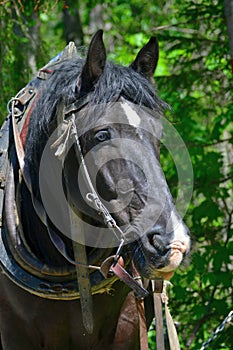 Portrait of a logging horse