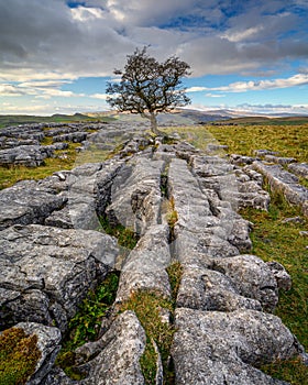 Portrait of Lone Hawthorn Tree at Winskill Stones