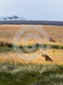 Portrait of a lone lioness sitting on the savannah grass. Beautiful savannah background