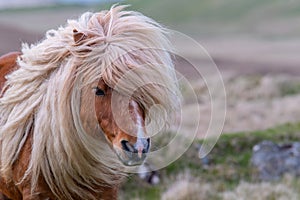 A portrait of a lone Shetland Pony on a Scottish Moor