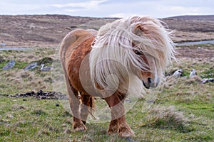 A portrait of a lone Shetland Pony on a Scottish Moor on the She