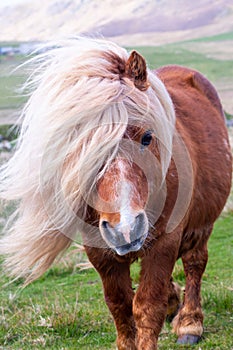 A portrait of a lone Shetland Pony on a Scottish Moor on the She