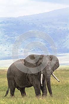 Portrait of lonely huge elephant inside the crater of Ngorongoro. Tanzania, Africa photo